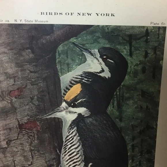 🖤5/$25 Antique Ornithological Bird Print Original wood pecker - Picture 12 of 13